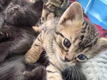 Russian White, Black and Tabby – Baby Kittens – Riverside