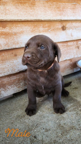 Labrador Retriever – Chocolate Labrador puppy for sale