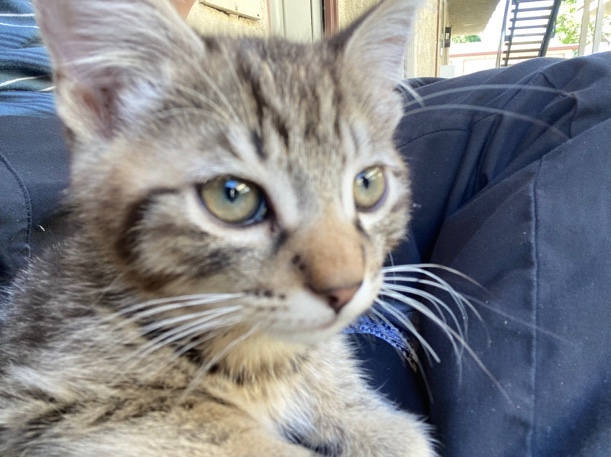 Russian White, Black and Tabby – selling cat