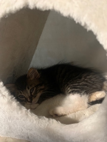 American Shorthair – Rehome Cat