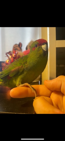 Sad sale jade, kakariki parrot