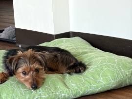 Yorkshire Terrier – Yorkie for rehoming – Calgary