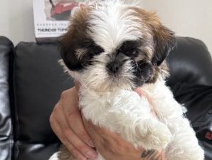 Shih Tzu – Puppy Shih tzu – Harrisonburg