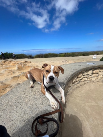 American Pit Bull Terrier – Hi I’m Benson! I’m looking for a living owner!