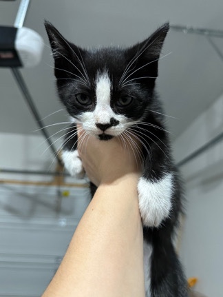 American Shorthair – Kittens to Loving Home
