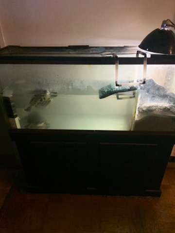 turtles
