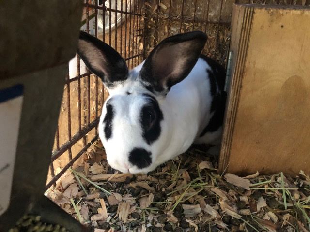 Two cuddly Rabbits