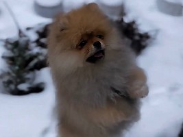 Pomeranian – Female  Pomeranian Puppy – Teddy Bear Type, Vaccinated – Сміла
