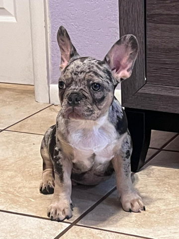 French Bulldog – frenchie