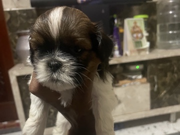Shih Tzu – Shitzu Puppy for Sale – Bengaluru