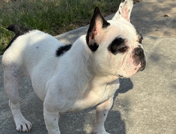 French Bulldog – Frenchie – Houston