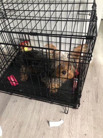 Yorkshire Terrier – tea cup yorkie call me ***