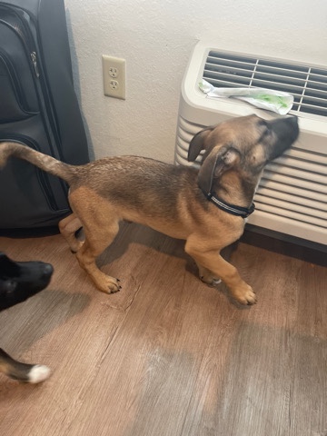 German Shepherd – German Shepard pitbull mix