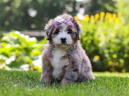 Bernese Mountain Dog – IVY – MINI BERNEDOODLE PUPPY – Philadelphia