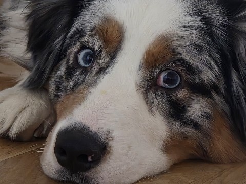 Australian Shepherd – Aussi sucht neues Zuhause – Wien