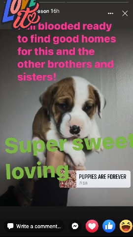 American Pit Bull Terrier – Sweet babies need homes