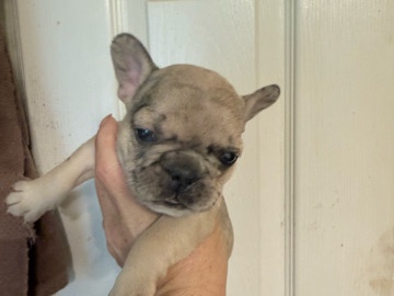 French Bulldog – French Bulldog – Warner Robins