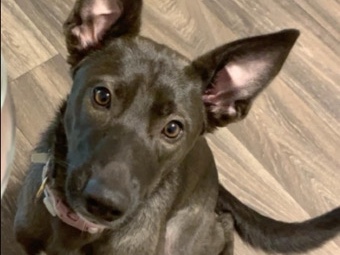 Belgian Shepherd Dog (Malinois) – Tsuki – Saint Clair