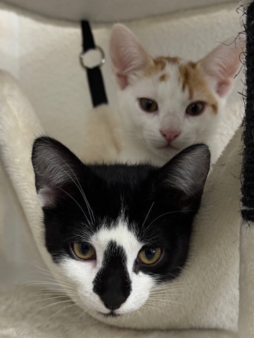 American Shorthair – Dos Gatos / Two Cats