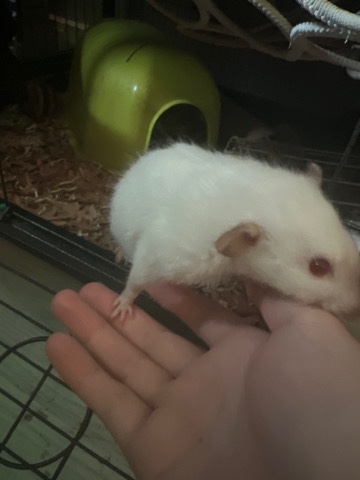 2 beautiful dumbo rats with full set up