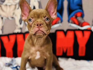 French Bulldog – Frenchie Pups – Arlington
