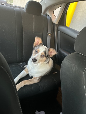 Australian Shepherd – rehome
