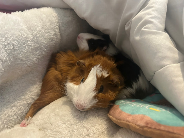 Any – Guinea pigs for sale with cage included as well as accessories