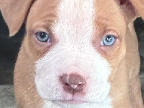 American Pit Bull Terrier – pitbull pups – Silver Spring