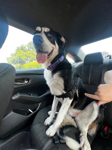 Greater Swiss Mountain Dog – purebred greater Swiss mountain dog need new home
