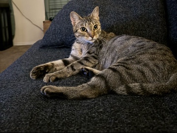 Russian White, Black and Tabby – Outdoor Cat – Austin