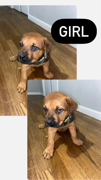 Labrador Retriever – lab mix