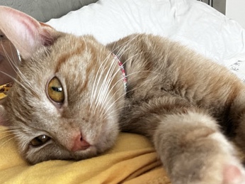 American Shorthair – RARE Female Orange Tabby – Phoenix