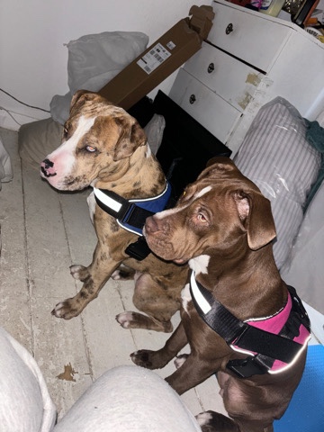 American Bulldog – please help, need rehomed by 08/02/***