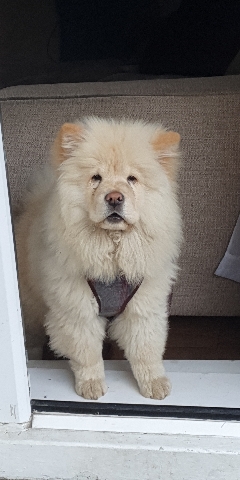 Chow Chow – chow chow