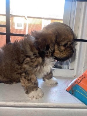 Shih Tzu – brown 6 month male shihtzu for sale