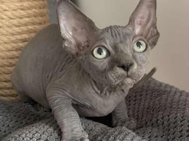 Sphynx - Sphynx Kittens  available for adoption in Brockton