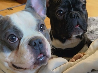 French Bulldog – Frenchies 2 (father and son)