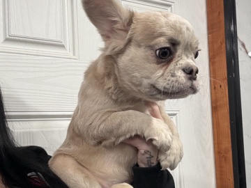 French Bulldog – fluffy frenchie – Philadelphia