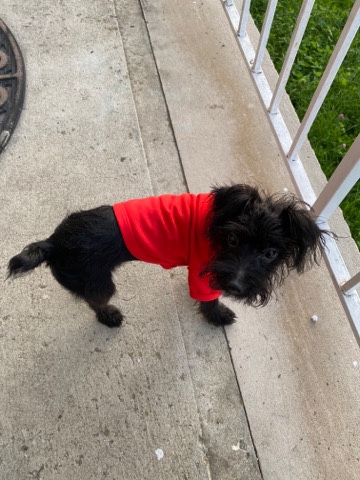 Yorkshire Terrier – Yorkiepoo for sale