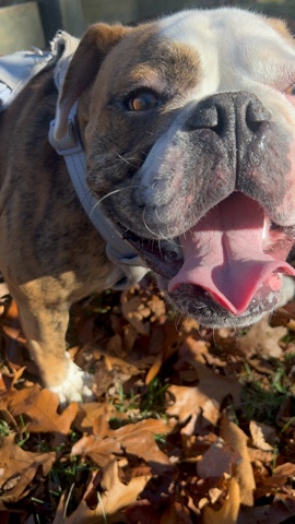 Olde English Bulldogge – Moose