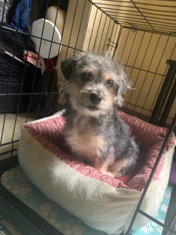 Yorkshire Terrier – Hes a mix breed