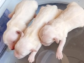 All - Cachorro maltês fêmea e macho  available for adoption in Osasco