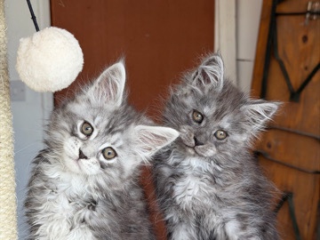 Maine Coon – Adorable Pedigree Bloodlines Maine **** Kittens – Peterborough