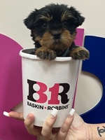 Yorkshire Terrier – mini yorki