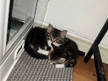 Kittens – Cambridge