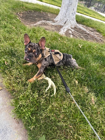 French Bulldog – French BullDog for sale
