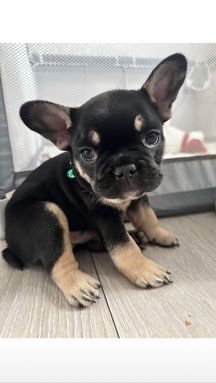 French Bulldog – French bulldog