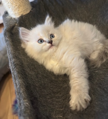 Purebred ragdoll kittens
