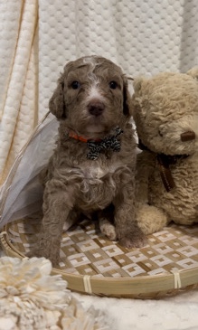 F1bb golden doodle
