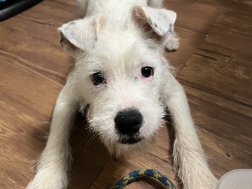 Mixed Breed – KANE – Burlington